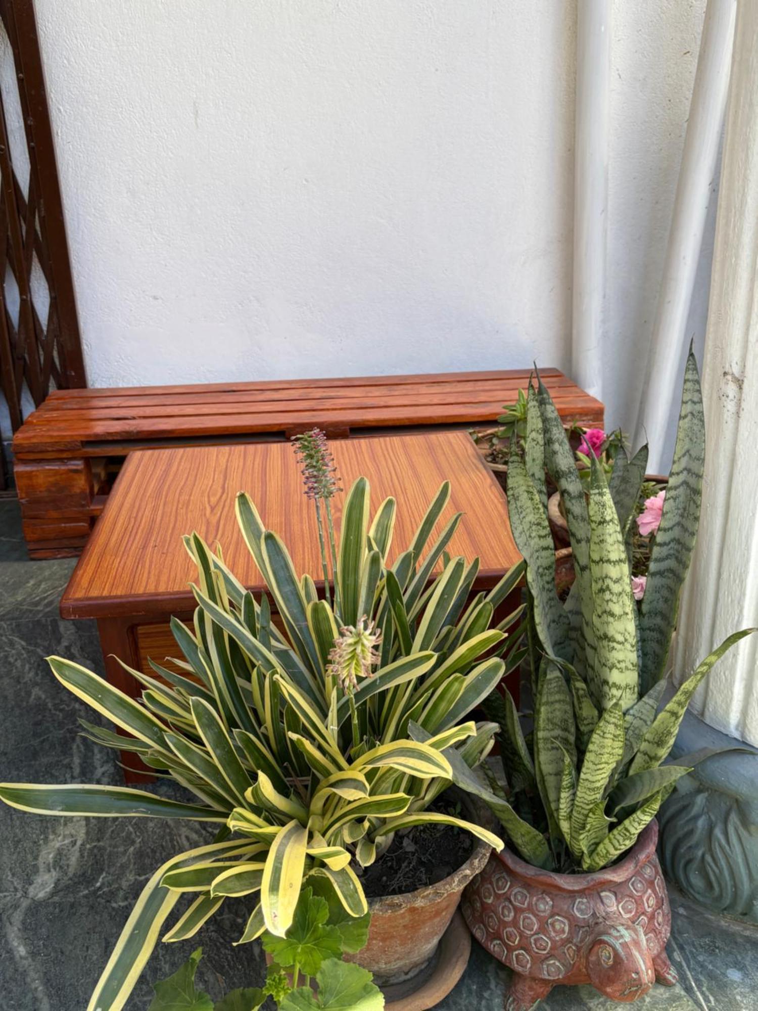 Drakon Nest Homestay カトマンズ エクステリア 写真